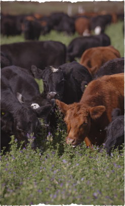 img_slider_dia_del_campo_01